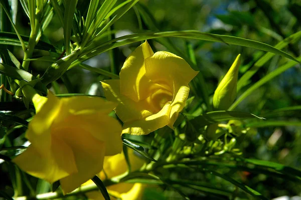 Blütenblätter Sommerflora — Stockfoto