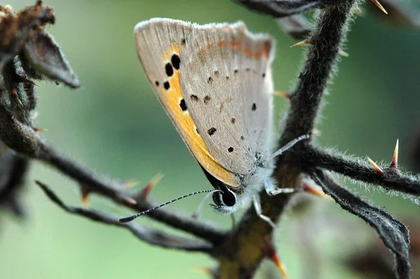 Vue Rapprochée Belle Exotique Faiblir — Photo