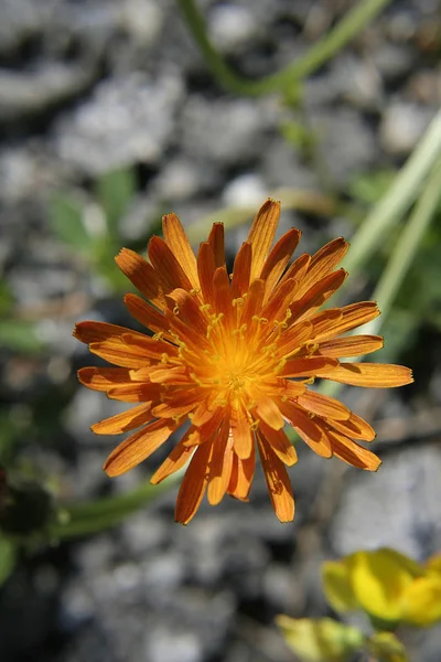 Vackra Blommor Blommigt Koncept Bakgrund — Stockfoto