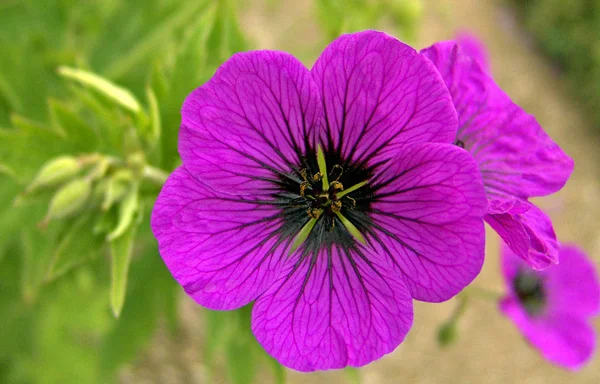 Den Mest Slående Bland Sina Kamrater — Stockfoto