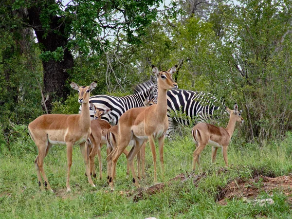 Antilope Animale Natura Fauna — Foto Stock