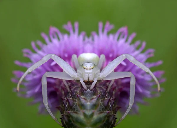 Крабовий Павук Дика Природа Комах — стокове фото