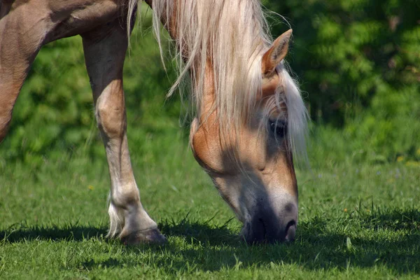 Bonito Cavalo Selvagem Natureza — Fotografia de Stock