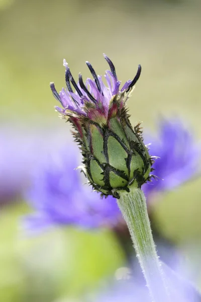 Schöne Blumen Blumiges Konzept Hintergrund — Stockfoto