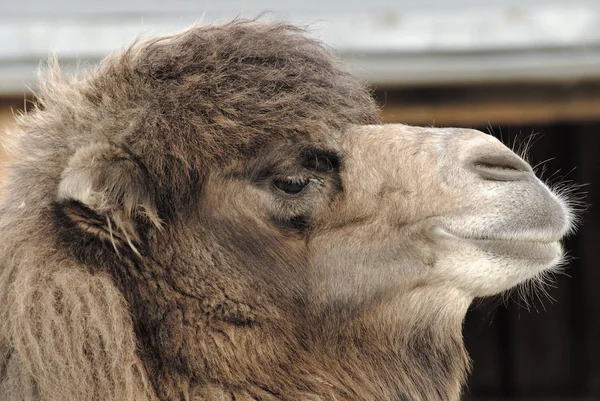 Een Sympathieke Ietwat Ijdele Kameel — Stockfoto