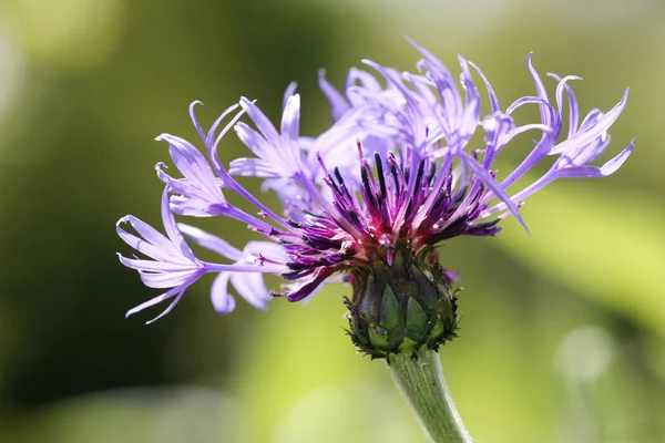 Flores Púrpuras Jardín —  Fotos de Stock