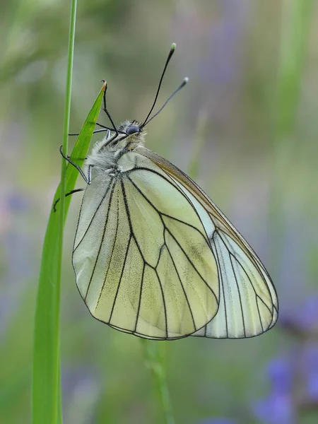 이것은 나비의 아닌가 백단으로 뒤쪽에 남쪽의 색깔로 빛나고 — 스톡 사진
