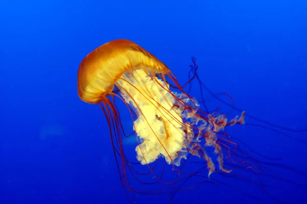 水母海水下 海洋生物 — 图库照片