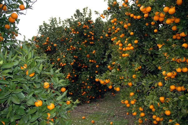 Oranges Far Eye Can See — стоковое фото