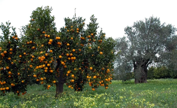 Närbild Citrusfrukter — Stockfoto