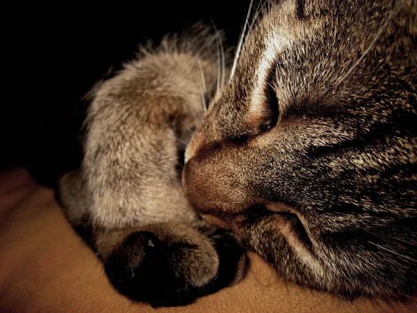 Portrait Cute Cat — Stock Photo, Image