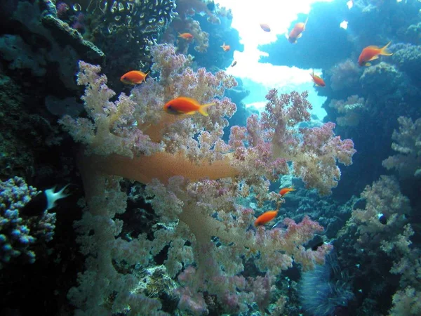Mjuka Koraller Djuphavsvatten — Stockfoto