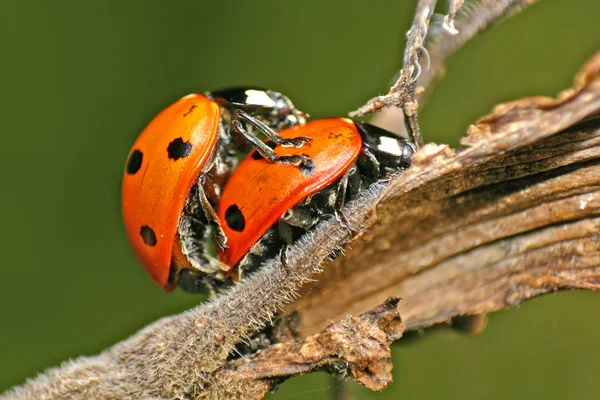 Bug Vermelho Com Pontos Ladybug — Fotografia de Stock