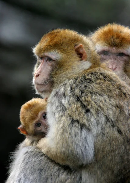 Macaco Animal Primata Vida Selvagem — Fotografia de Stock