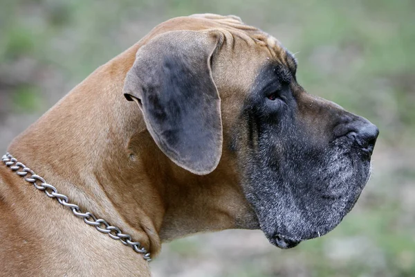 Portait Animal Estimação Cão Bonito — Fotografia de Stock