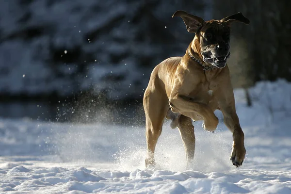 Porträt Eines Süßen Hundes — Stockfoto