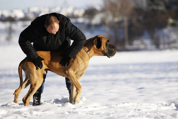 Young Man His Dog Winter — Stock Photo, Image