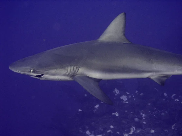 Recorded Saba Caribbean Black Tip Sharks Belong Group People Reach — Stock Photo, Image
