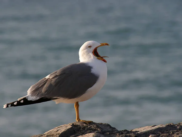 Vacker Utsikt Över Vacker Fågel Naturen — Stockfoto