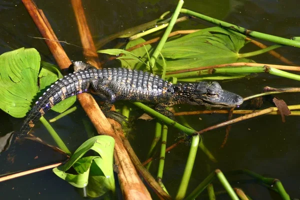 Crocodilo Jacaré Carnívoro Animal — Fotografia de Stock