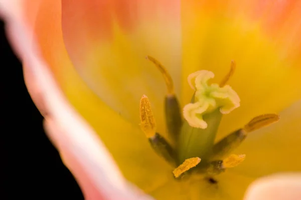 Tulipán Virág Tavaszi Flóra — Stock Fotó