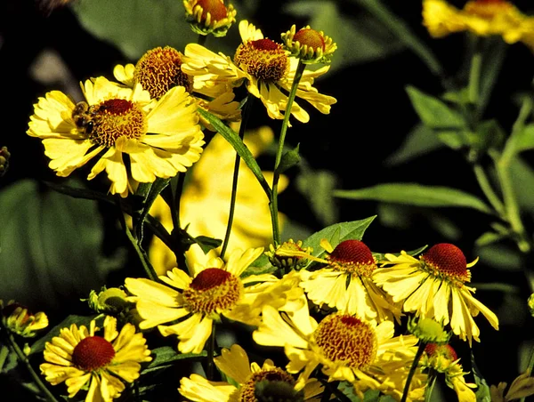 Goldrausch Sonnenbraut — Stockfoto