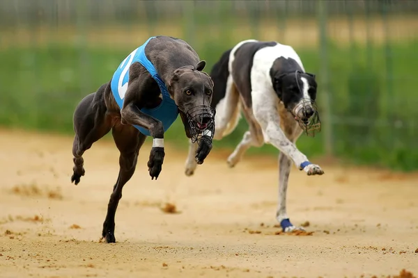 Correndo Touro Terrier Saltando Parque — Fotografia de Stock