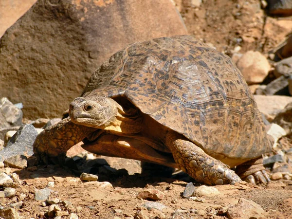 Närbild Djur Zoo — Stockfoto