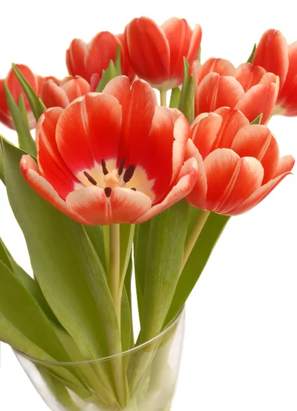 Frühling Schöne Frühling Tulpen Blumen Flora — Stockfoto