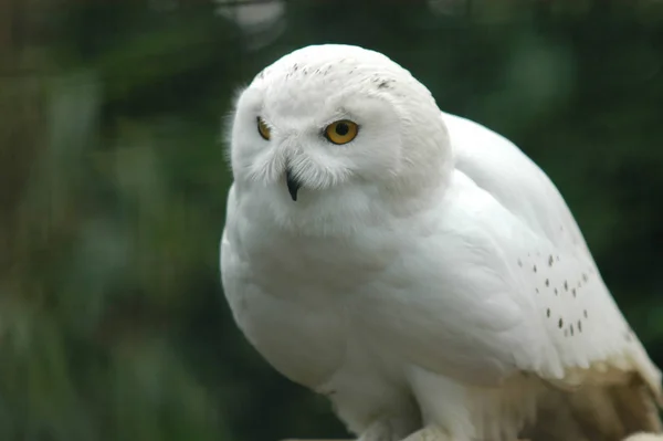 Uccello Gufo Della Neve Piume Uccello Bianco — Foto Stock