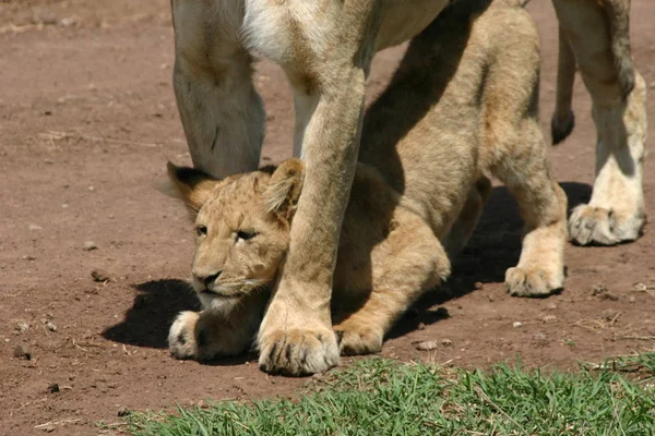 2004 Ngorongoro Krater Leeuwenwelp Knijpt Door Moeders Voorpoten Tot Dan — Stockfoto