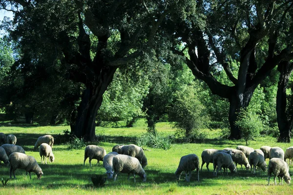 Doğa Sahnesinin Resimsel Görüntüsü — Stok fotoğraf