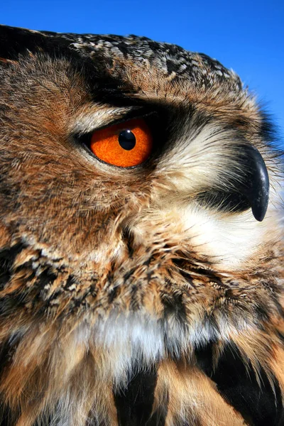 Encerramento Coruja Bonito Natureza Selvagem — Fotografia de Stock