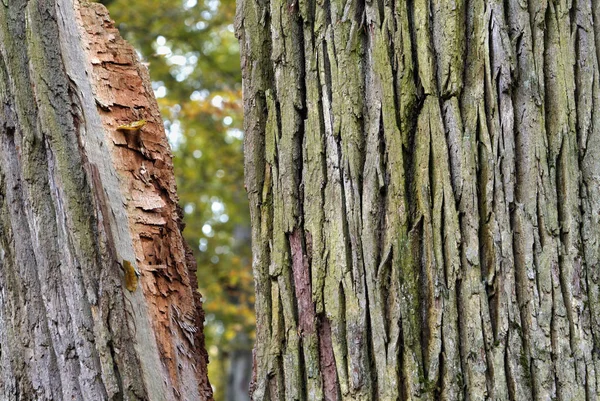 Tronco Albero Corteccia Legname Legno — Foto Stock