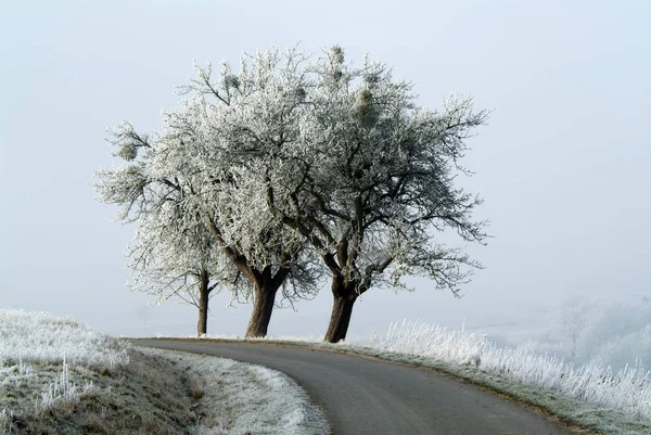 Hermoso Paisaje Invierno Nevado — Foto de Stock