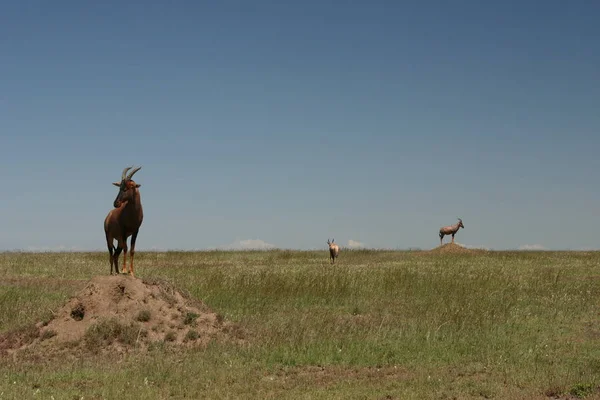 2004年的Serengeti 顶层是爱站在像白蚁丘这样的小高地上 在这里 人们现在也知道为什么人们叫它Serengeti 浩瀚无边 — 图库照片