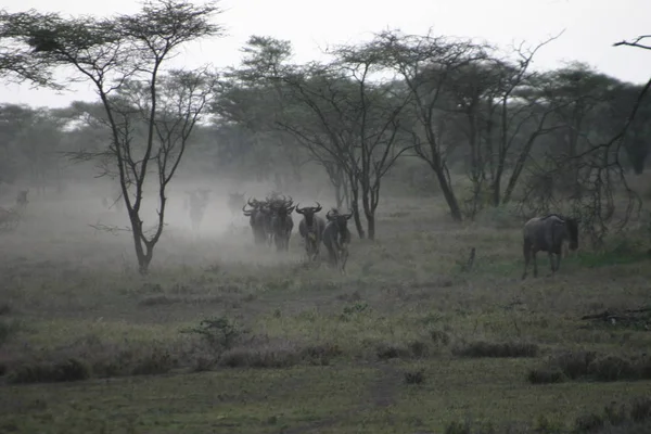 2004 Ndutu Tanzânia Aqui Cada Fevereiro Conhecer Cerca Milhões Wildebeest — Fotografia de Stock
