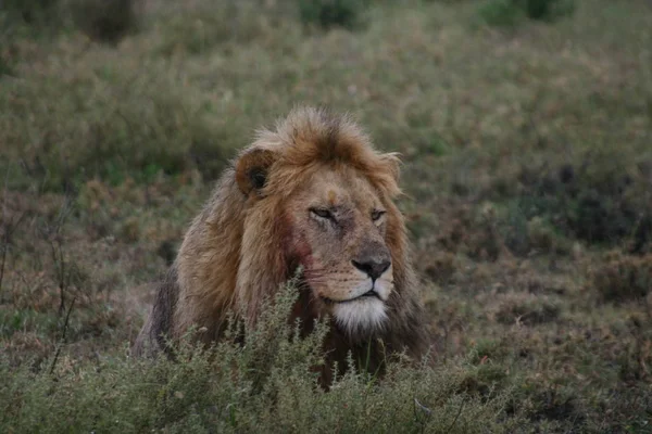 2004 Ndutu Tanzania Ndutu Varje Februari Miljoner Gnuer Möter Lejonen — Stockfoto