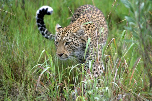 2005 Botswana Okavango Delta — Stockfoto