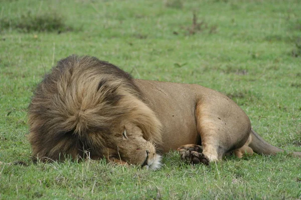 Tanzania 2006 Ngorongoro Crater Unfortunately Overcast Skies Lion Sleeping Well — Stock Photo, Image