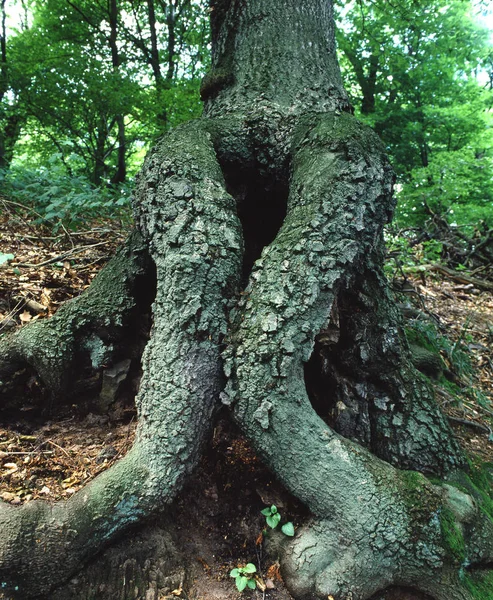 Träd Natur Växt Och Flora — Stockfoto