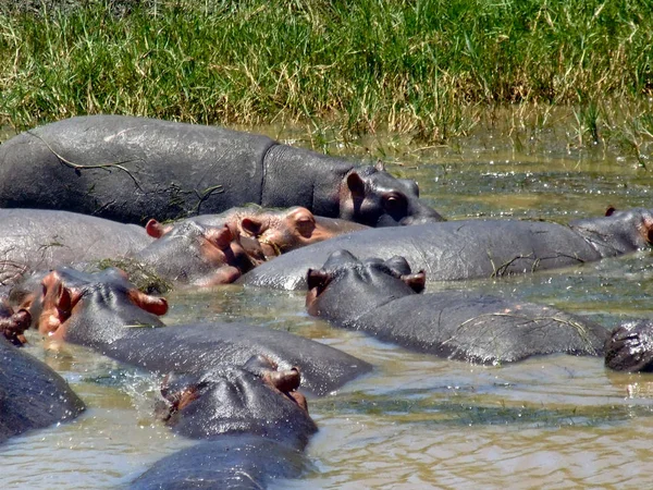 Atascos Río — Foto de Stock