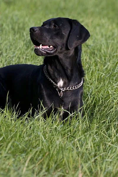 Schwarzer Hund Auf Wiese — Stockfoto