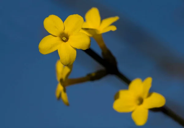 Krásné Květiny Květinový Koncept Pozadí — Stock fotografie