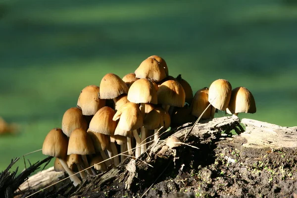 Cultivo Cogumelos Floresta Fundo Natureza — Fotografia de Stock