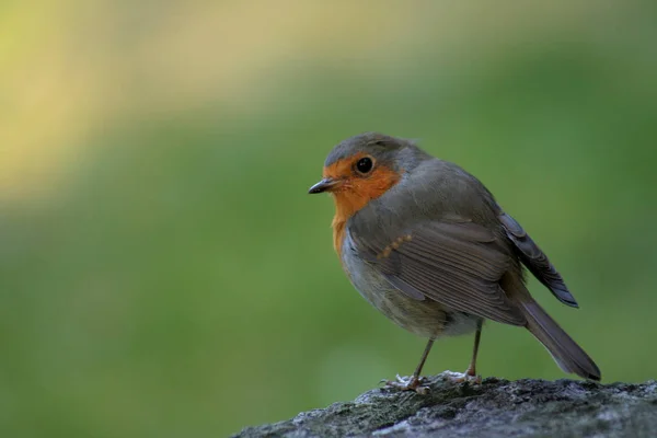 Vue Panoramique Bel Oiseau Nature — Photo