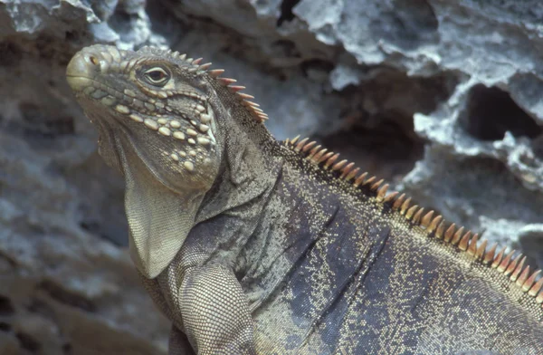 Lagarto Animal Predador Iguana — Fotografia de Stock