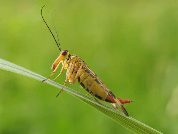 Dit Het Vrouwelijke Voor Andros 039 — Stockfoto