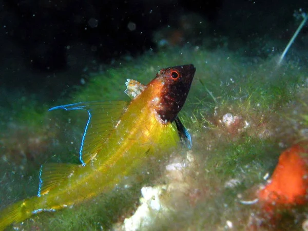 Marine Thema Tapete Tageslicht Aufnahme — Stockfoto