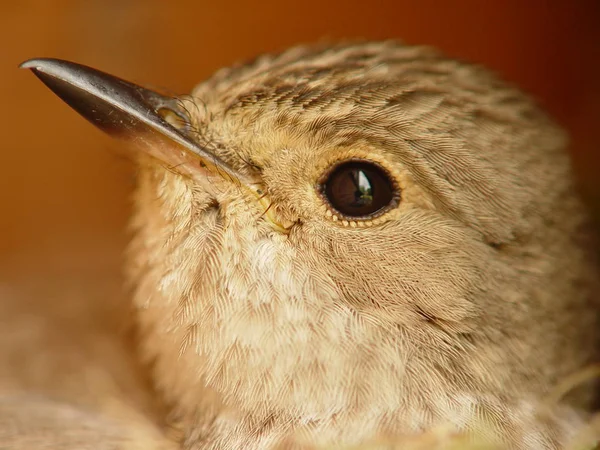 Vista Panorâmica Belo Pássaro Flycatcher — Fotografia de Stock